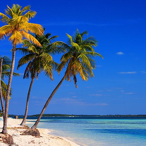 Bahamas palm trees